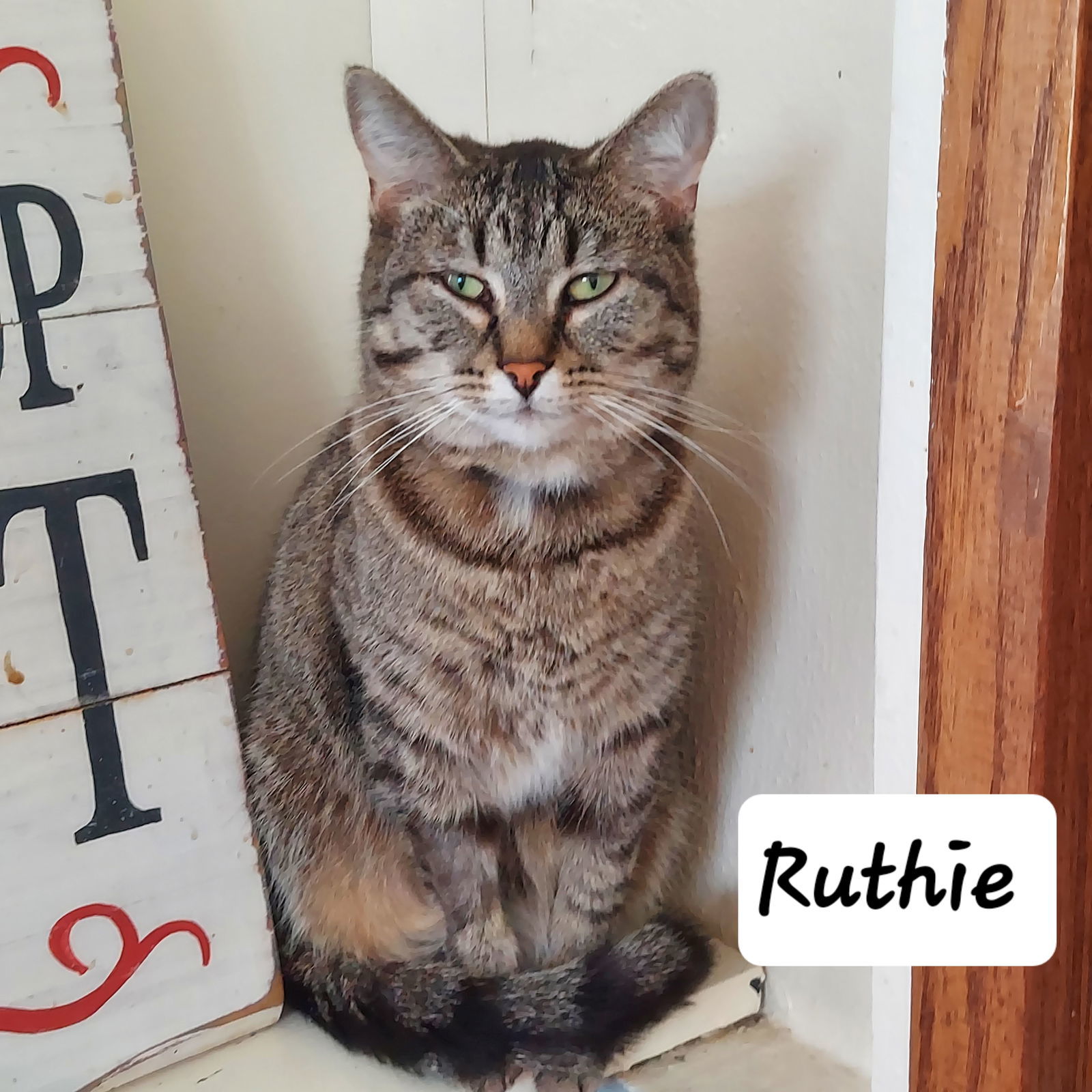 Ruthie, an adoptable Tabby, Domestic Short Hair in Montello, WI, 53949 | Photo Image 1