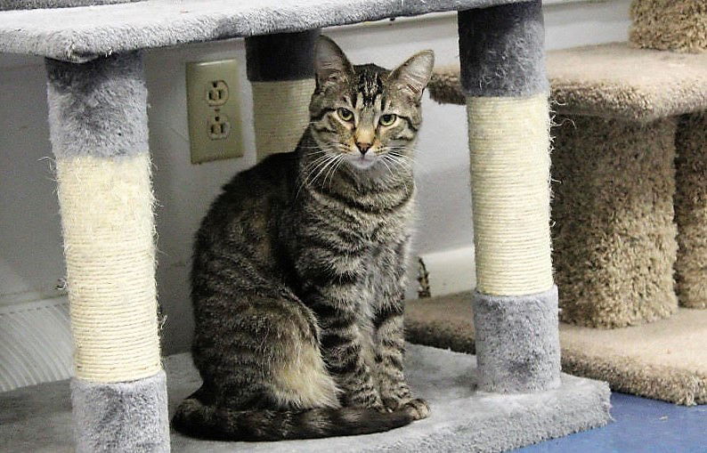 Ruthie, an adoptable Tabby, Domestic Short Hair in Montello, WI, 53949 | Photo Image 2