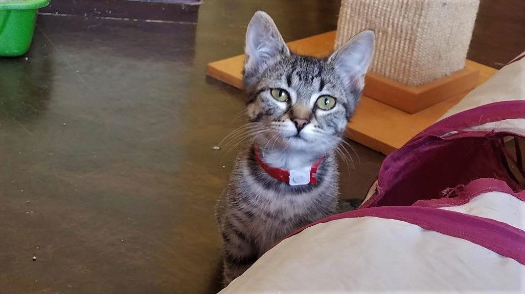 Ruthie @The Cats Brew, an adoptable Tabby, Domestic Short Hair in Montello, WI, 53949 | Photo Image 3