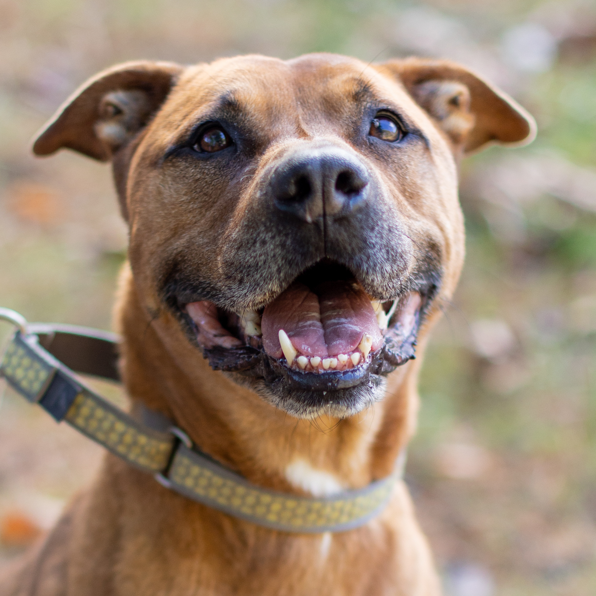 Max - hidden gem, an adoptable American Staffordshire Terrier in Midlothian, VA, 23112 | Photo Image 1