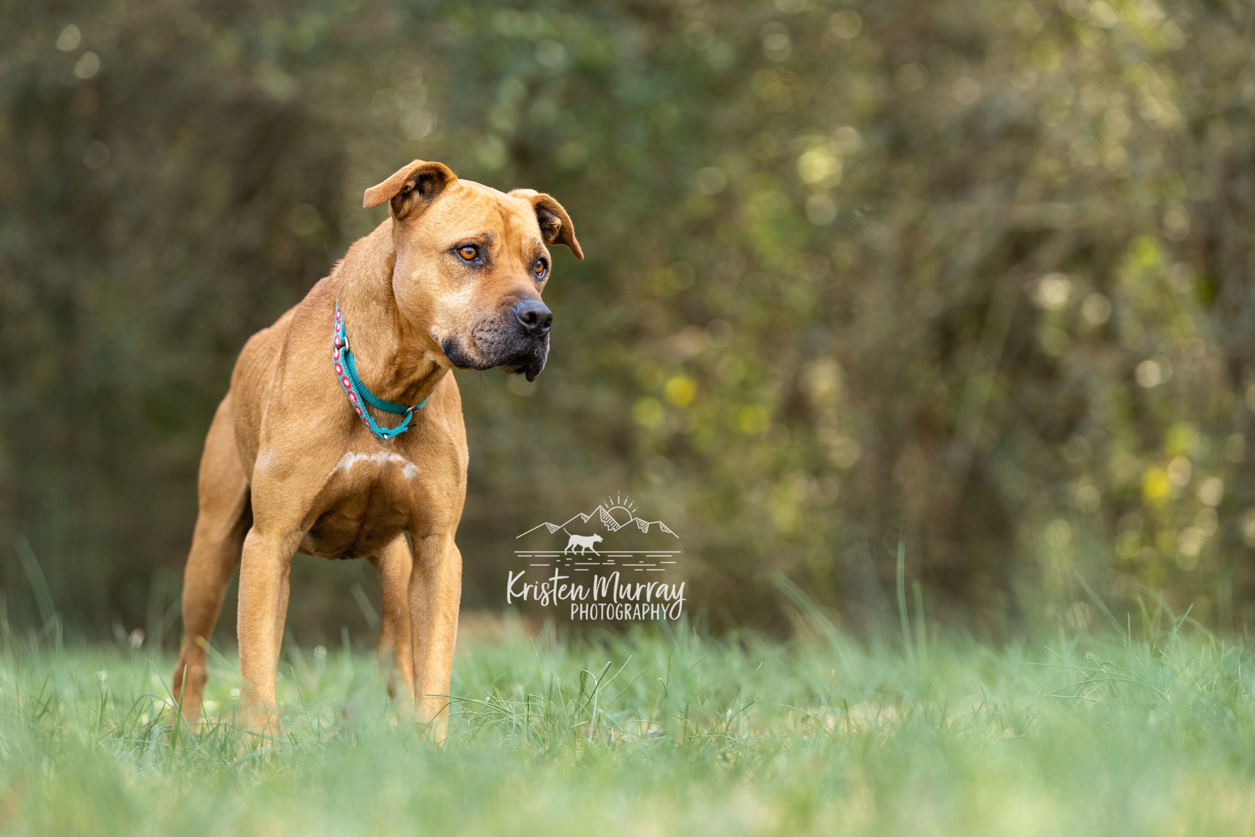 Max - hidden gem, an adoptable American Staffordshire Terrier in Midlothian, VA, 23112 | Photo Image 2