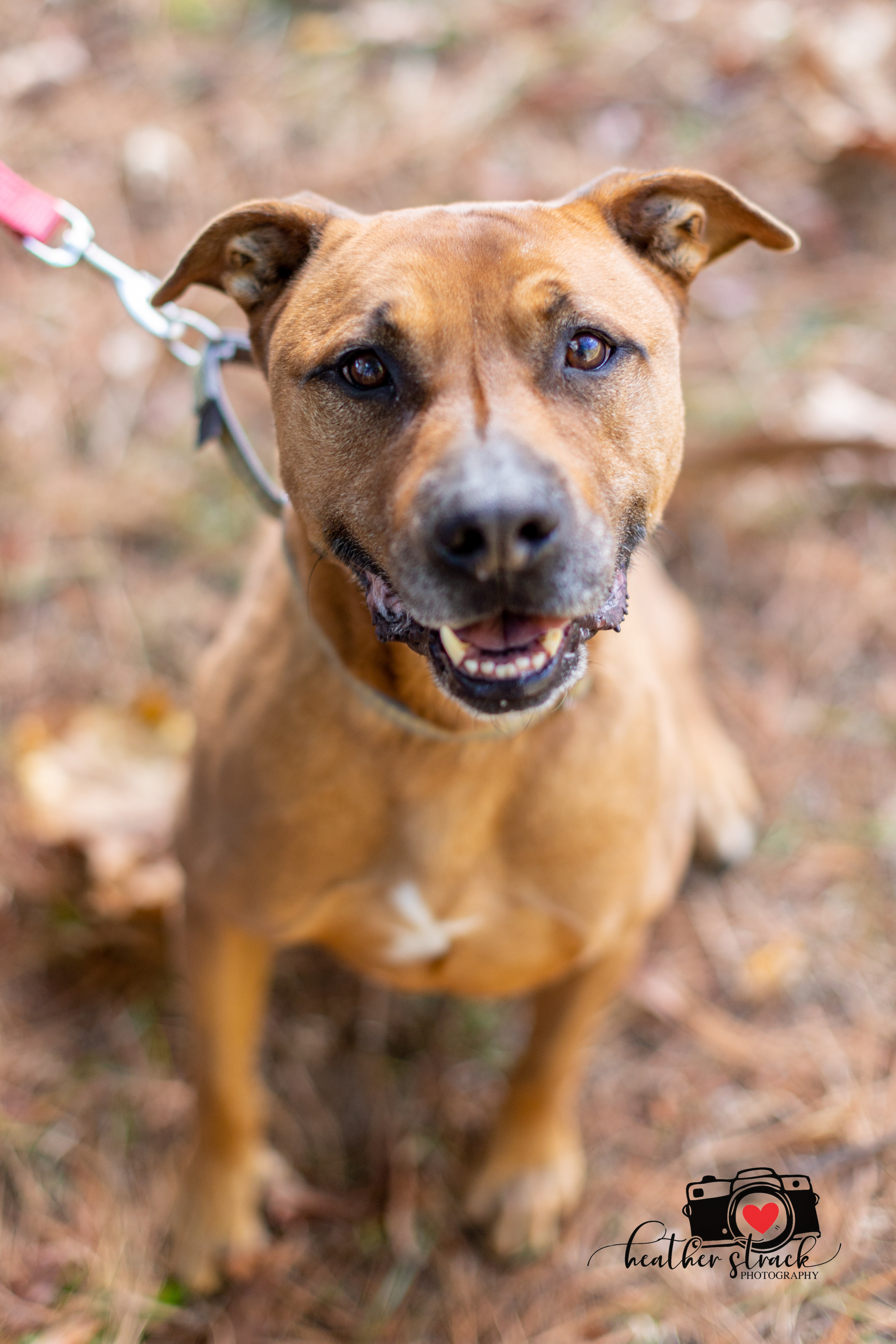 Max - hidden gem, an adoptable American Staffordshire Terrier in Midlothian, VA, 23112 | Photo Image 3