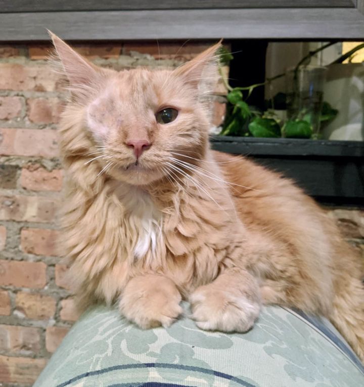 Popsicle, an adoptable Domestic Long Hair & Maine Coon Mix in Chicago, IL