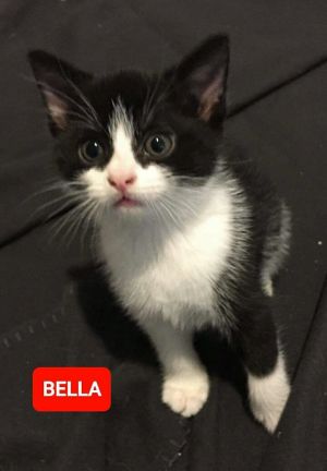 Bella