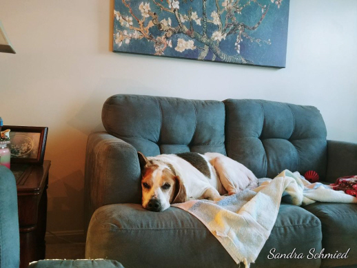 Carly Warren, an adoptable Beagle in Waldorf, MD, 20604 | Photo Image 2