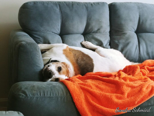 Carly Warren, an adoptable Beagle in Waldorf, MD, 20604 | Photo Image 1
