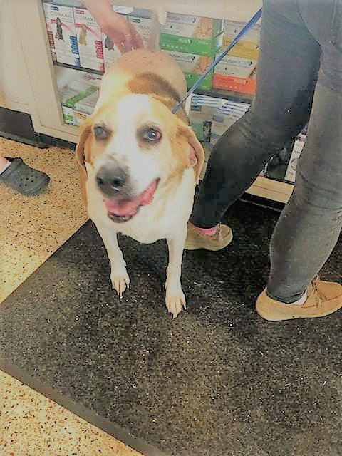 Carly Warren, an adoptable Beagle in Waldorf, MD, 20604 | Photo Image 3