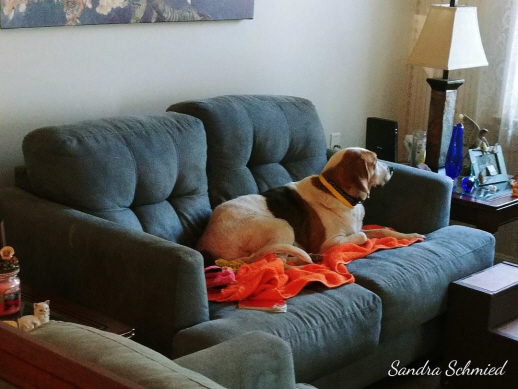Carly Warren, an adoptable Beagle in Waldorf, MD, 20604 | Photo Image 4