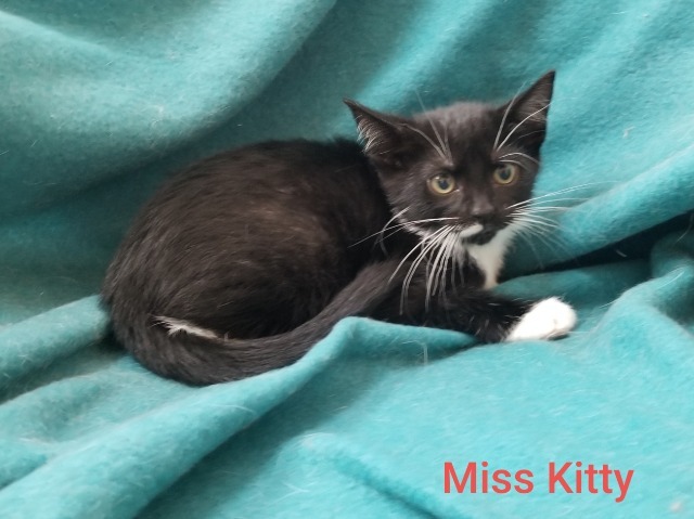 Miss Kitty 2