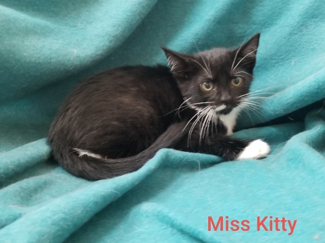 Miss Kitty, an adoptable Domestic Medium Hair in Cedar Rapids, IA, 52404 | Photo Image 2