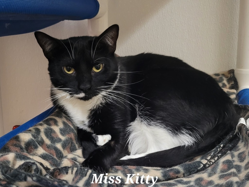 Miss Kitty, an adoptable Domestic Medium Hair in Cedar Rapids, IA, 52404 | Photo Image 4