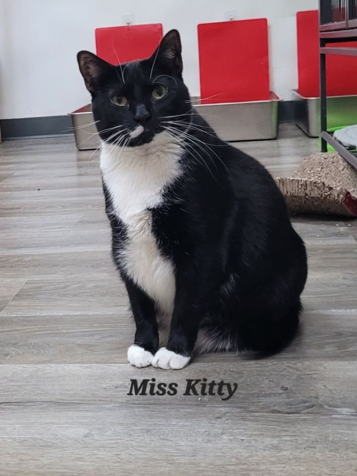 Miss Kitty 5