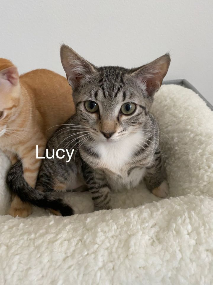 Cat for adoption - Lucy, a Tabby & Domestic Short Hair Mix ...