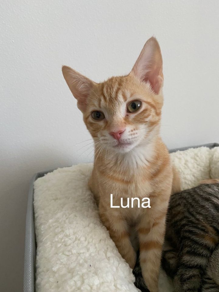 Luna 1