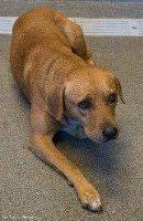 Meadow, an adoptable Labrador Retriever in St. Augustine, FL, 32084 | Photo Image 1