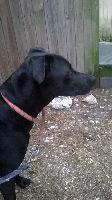Miss Blackie Black, an adoptable Labrador Retriever in St. Augustine, FL, 32084 | Photo Image 1