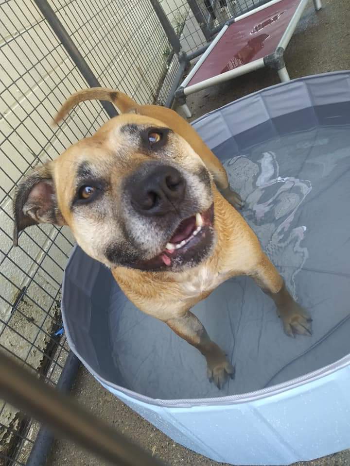 EMMY- Needs a foster/forever home!, an adoptable Labrador Retriever, Shepherd in Birmingham, MI, 48012 | Photo Image 2
