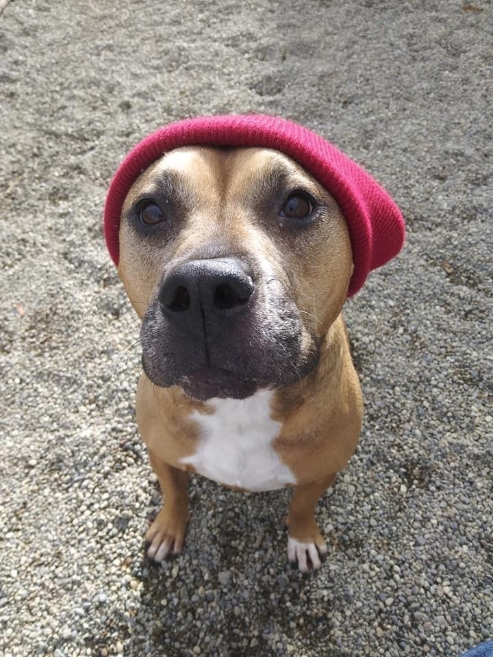 EMMY- NEEDS A FOSTER/FOREVER HOME!!!, an adoptable Labrador Retriever, Shepherd in Birmingham, MI, 48012 | Photo Image 1