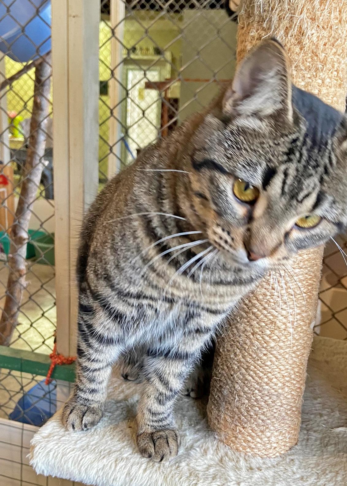 Charity, an adoptable Domestic Short Hair in Holly Springs, MS, 38635 | Photo Image 1