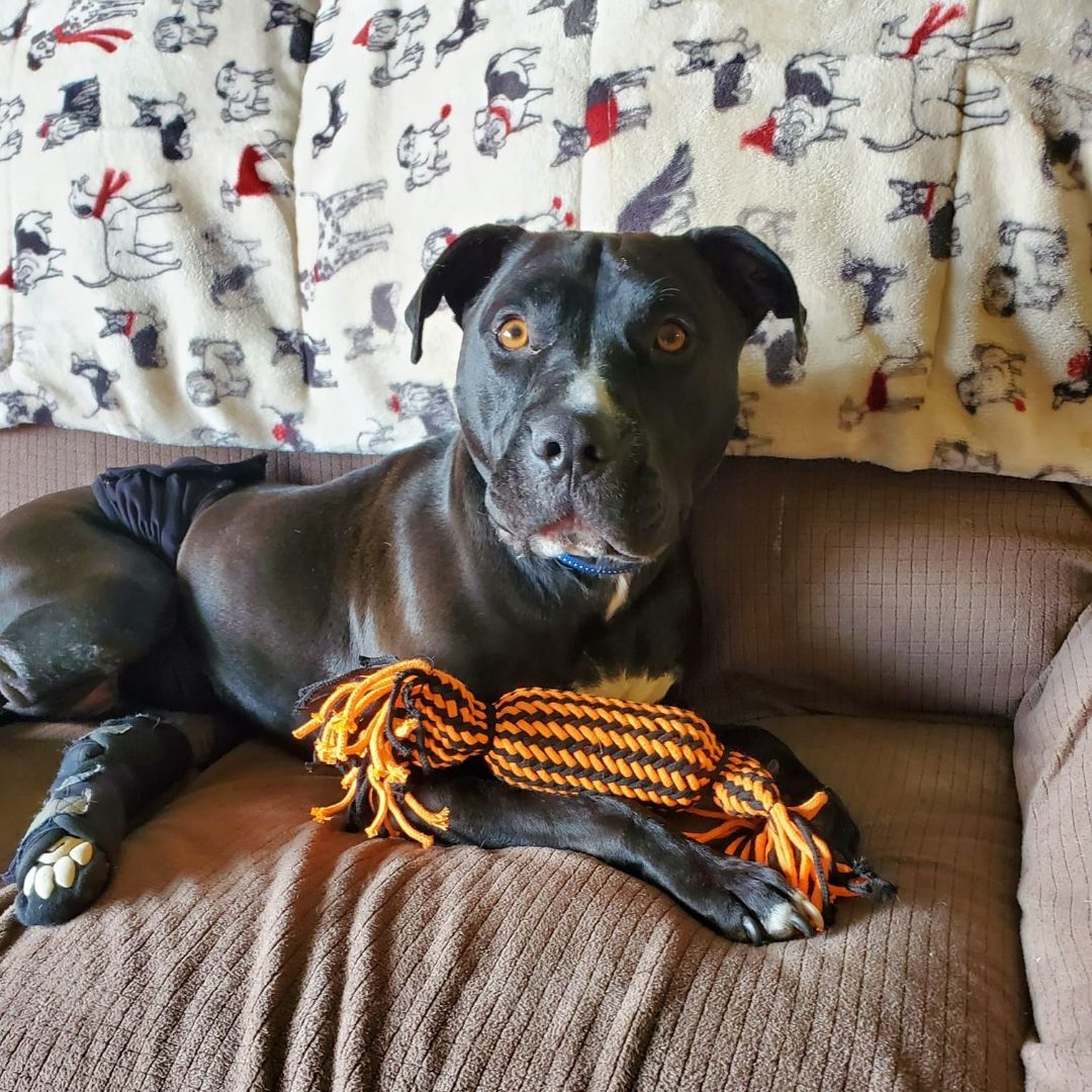 Tiny Tim, an adoptable Pit Bull Terrier in Peotone, IL, 60468 | Photo Image 2