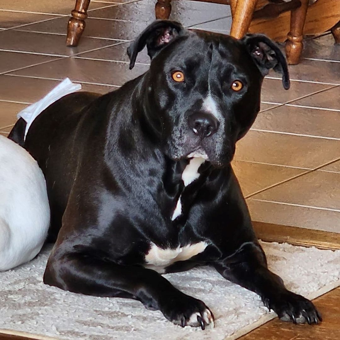 Tiny Tim, an adoptable Pit Bull Terrier in Peotone, IL, 60468 | Photo Image 2