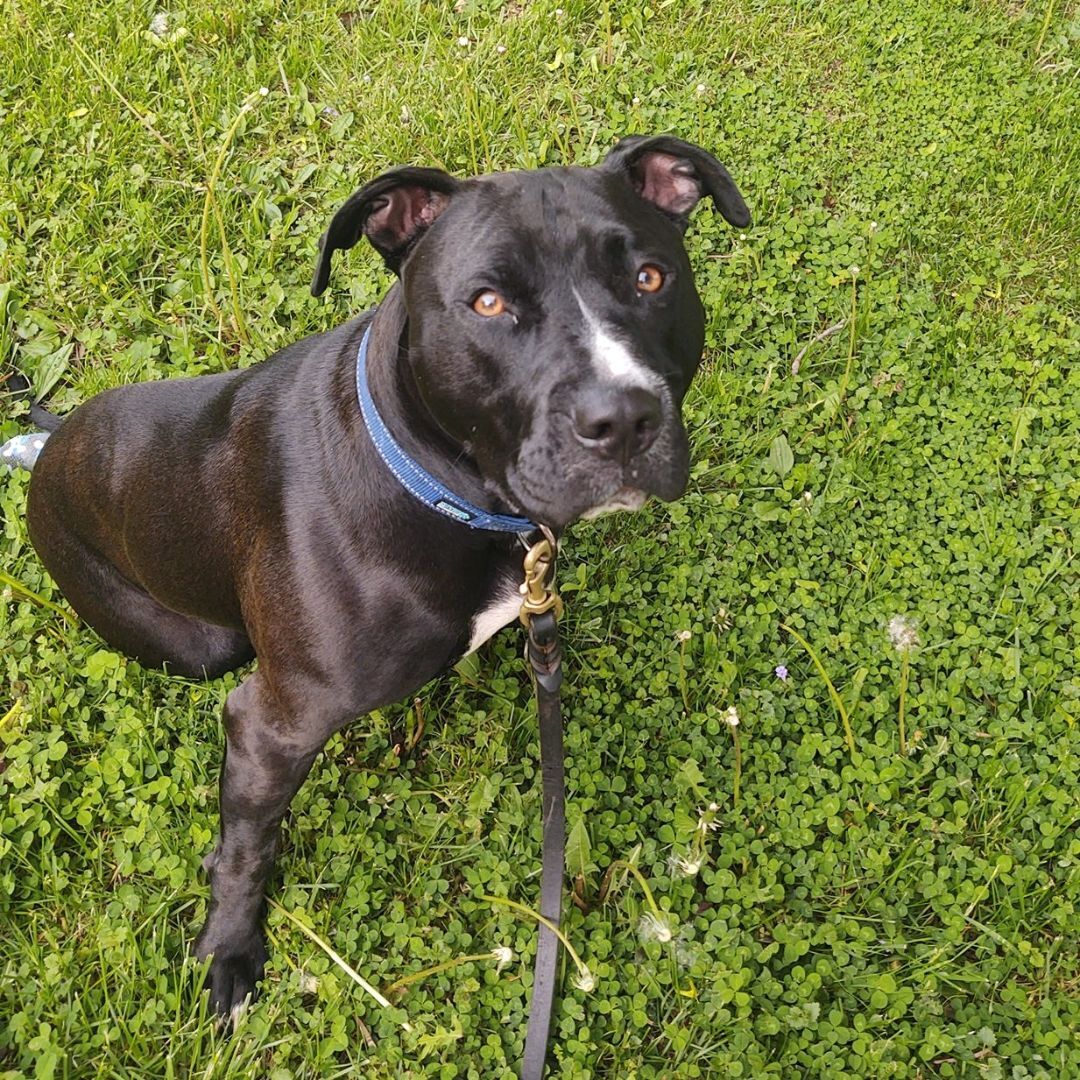 Tiny Tim, an adoptable Pit Bull Terrier in Peotone, IL, 60468 | Photo Image 5