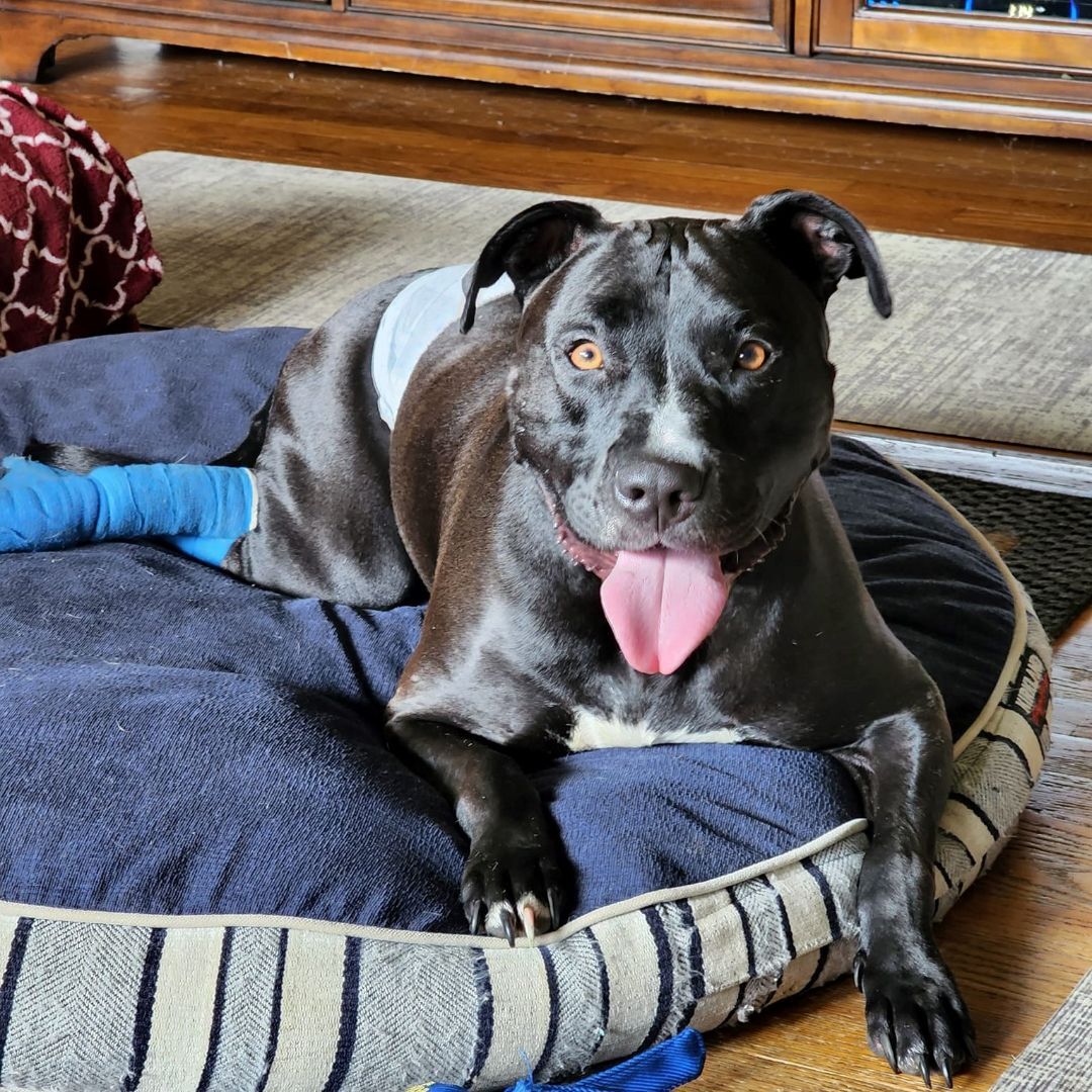 Tiny Tim, an adoptable Pit Bull Terrier in Peotone, IL, 60468 | Photo Image 1