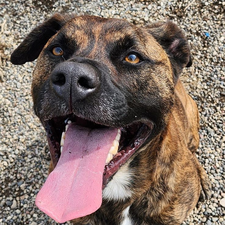 ROMAN- NEEDS A FOSTER/FOREVER HOME!!, an adoptable Labrador Retriever, Terrier in Birmingham, MI, 48012 | Photo Image 1