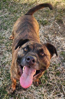 ROMAN- NEEDS A FOSTER/FOREVER HOME!!, an adoptable Labrador Retriever, Terrier in Birmingham, MI, 48012 | Photo Image 2