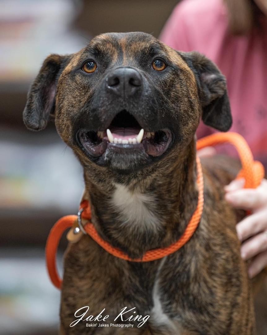 ROMAN- NEEDS A FOSTER/FOREVER HOME!!, an adoptable Labrador Retriever, Terrier in Birmingham, MI, 48012 | Photo Image 3