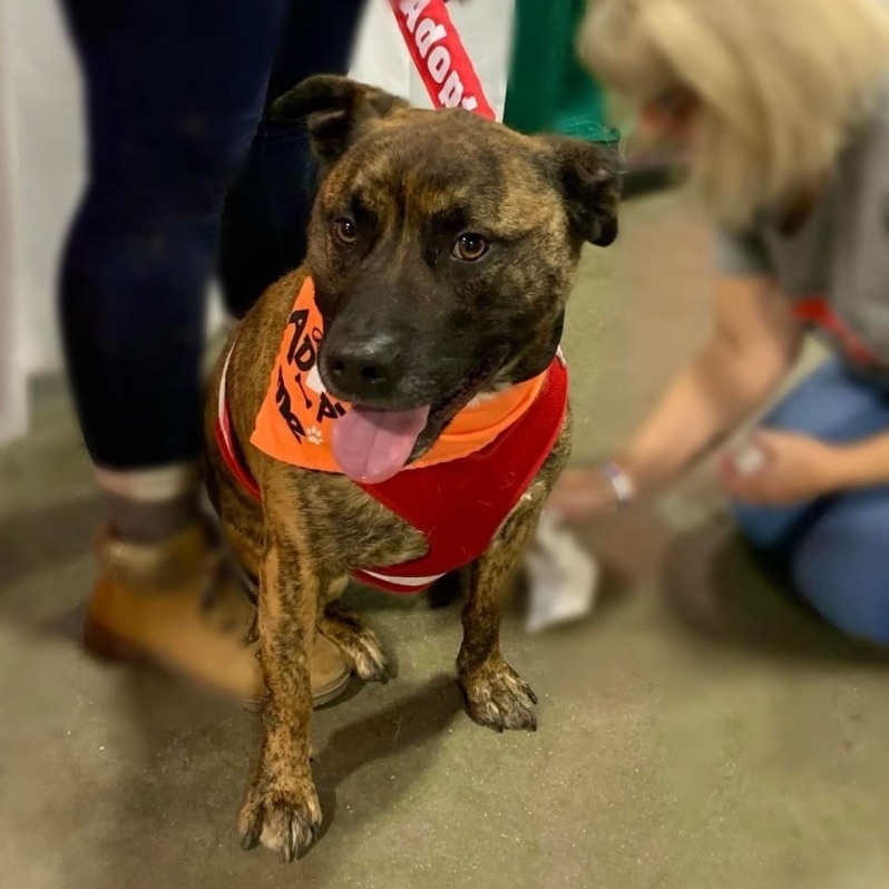 ROMAN- NEEDS A FOSTER/FOREVER HOME!!, an adoptable Labrador Retriever, Terrier in Birmingham, MI, 48012 | Photo Image 5