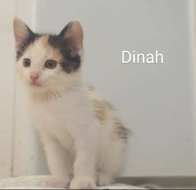 Dinah detail page