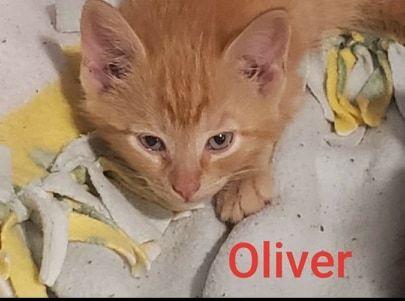 Oliver detail page