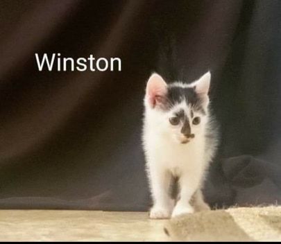 Winston detail page