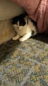 Patchy Bonded with Rosie photo 1
