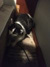 Patchy Bonded with Rosie photo 3