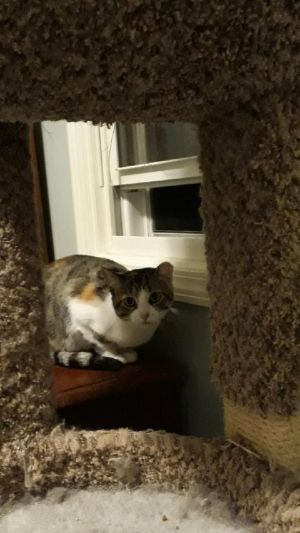 Rosie Bonded with Patchy, Adult Female unknown