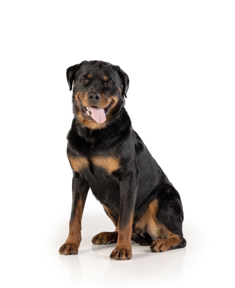 Charlie, an adoptable Rottweiler in Gilbert, AZ, 85296 | Photo Image 1