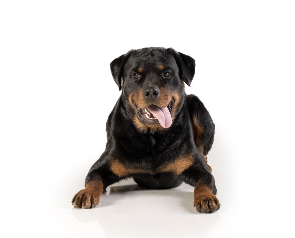 Charlie, an adoptable Rottweiler in Gilbert, AZ, 85296 | Photo Image 2