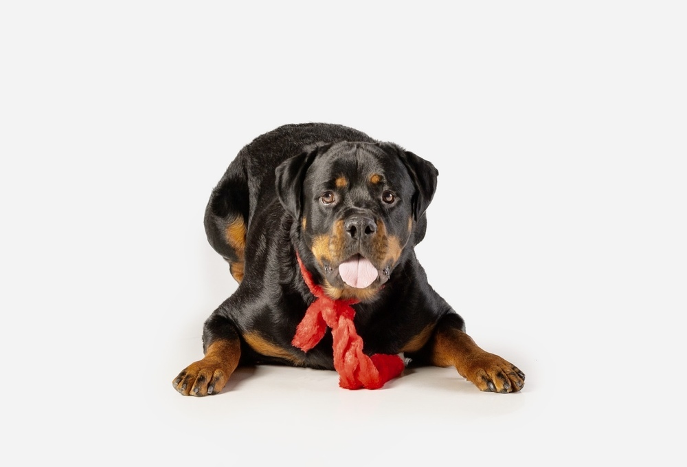 Charlie, an adoptable Rottweiler in Gilbert, AZ, 85296 | Photo Image 3