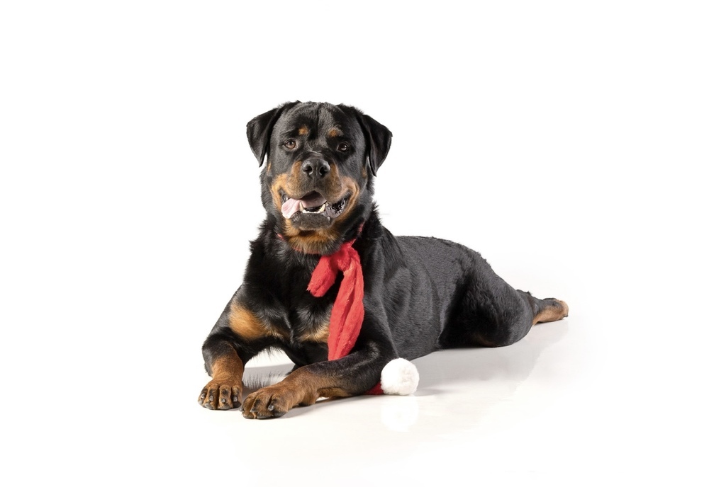 Charlie, an adoptable Rottweiler in Gilbert, AZ, 85296 | Photo Image 4