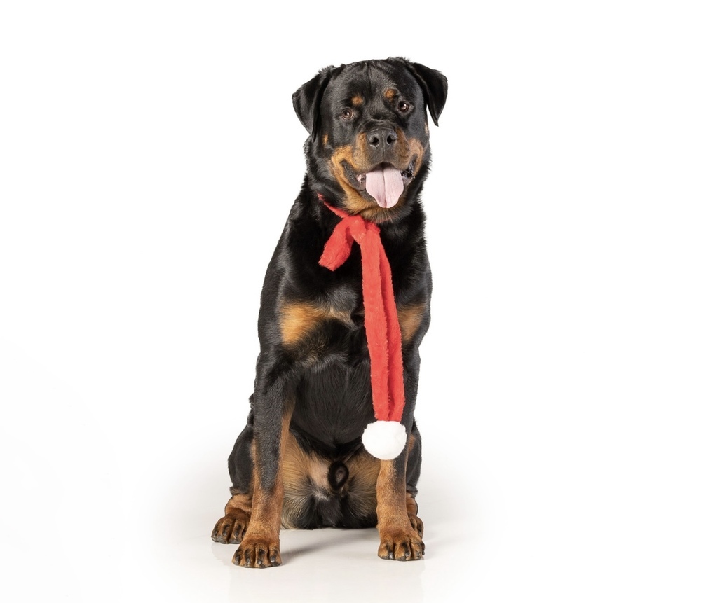 Charlie, an adoptable Rottweiler in Gilbert, AZ, 85296 | Photo Image 5