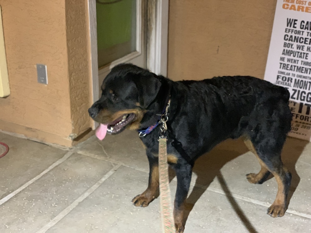 Charlie, an adoptable Rottweiler in Gilbert, AZ, 85296 | Photo Image 6