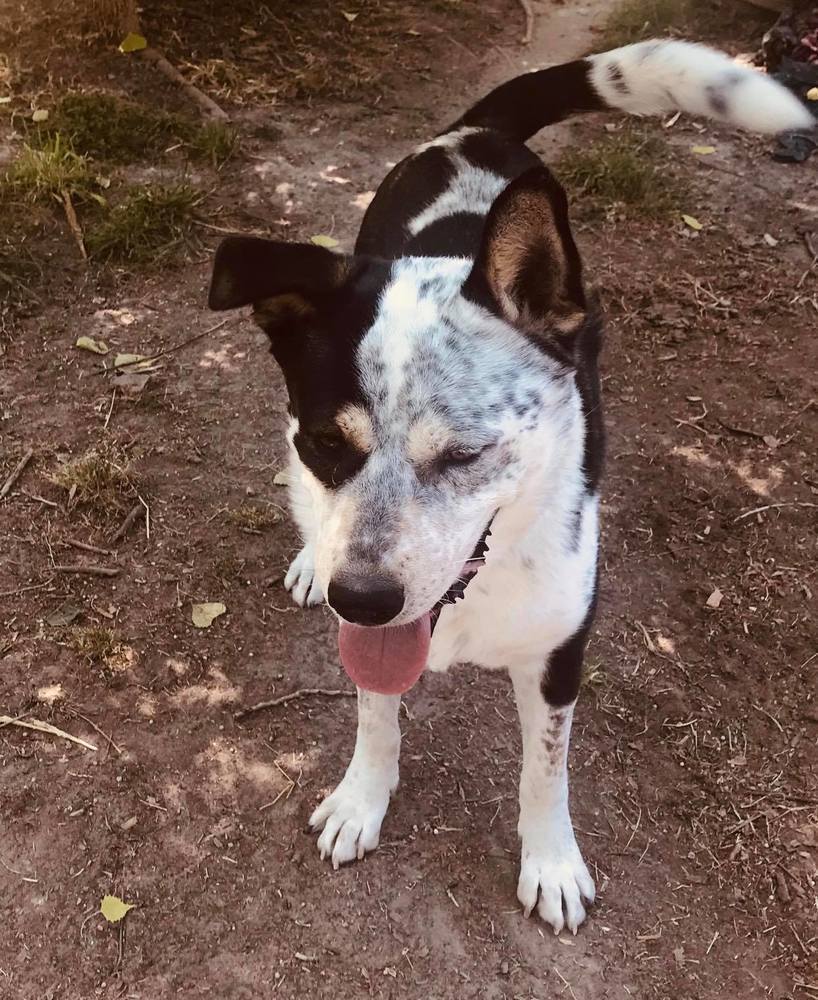 Prince (CP), an adoptable Australian Cattle Dog / Blue Heeler in Dallas, TX, 75248 | Photo Image 1