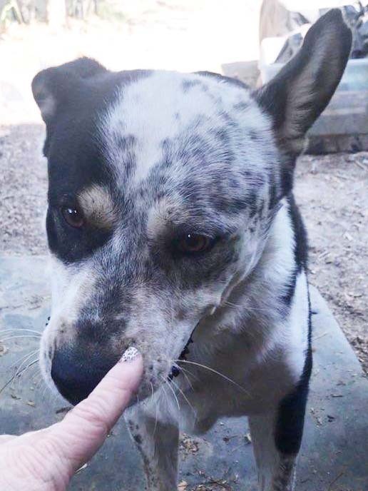 Prince (CP), an adoptable Australian Cattle Dog / Blue Heeler in Dallas, TX, 75248 | Photo Image 2