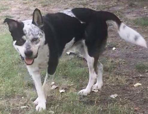 Prince (CP), an adoptable Australian Cattle Dog / Blue Heeler in Dallas, TX, 75248 | Photo Image 3