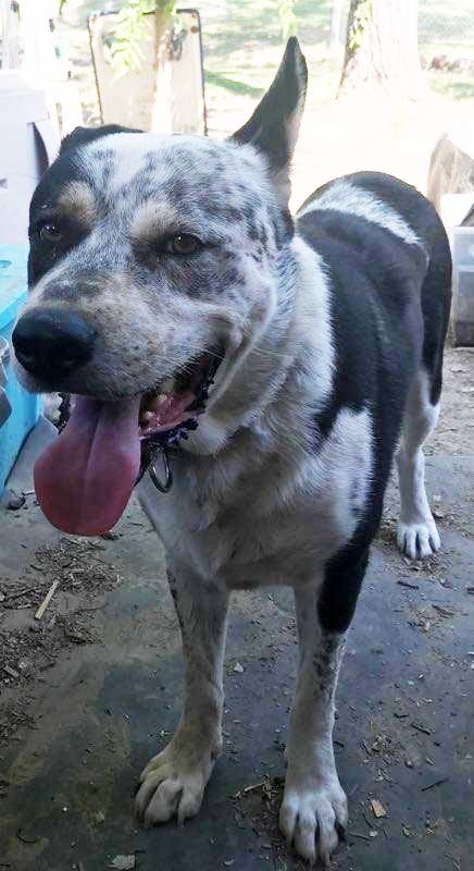 Prince (CP), an adoptable Australian Cattle Dog / Blue Heeler in Dallas, TX, 75248 | Photo Image 4