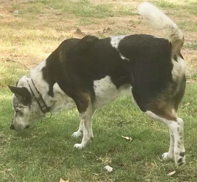 Prince (CP), an adoptable Australian Cattle Dog / Blue Heeler in Dallas, TX, 75248 | Photo Image 5