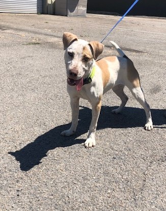 American bulldog hound hot sale mix