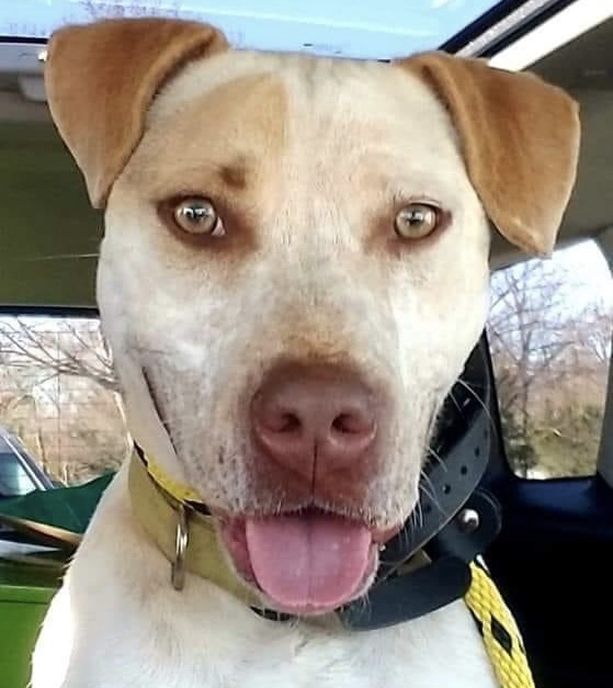 Hazel, an adoptable American Bulldog, Bluetick Coonhound in Gainesville, GA, 30501 | Photo Image 1